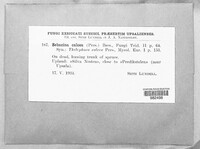 Alloexidiopsis calcea image